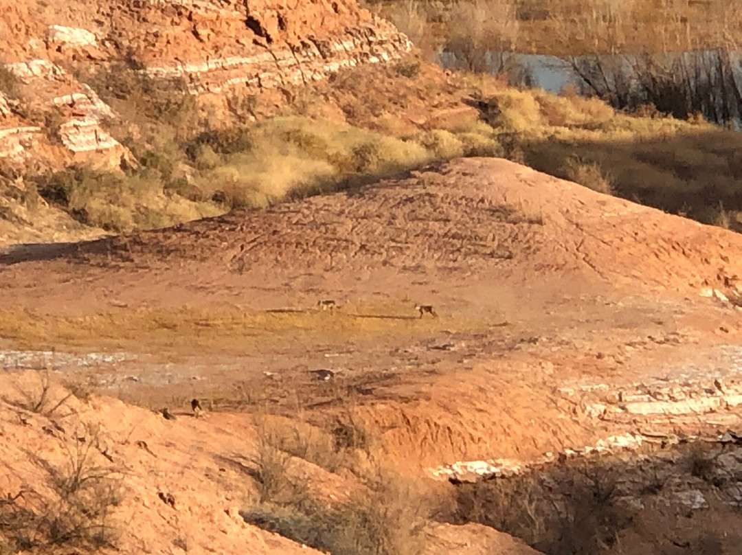 White Owl Canyon-博尔德城必去景点
