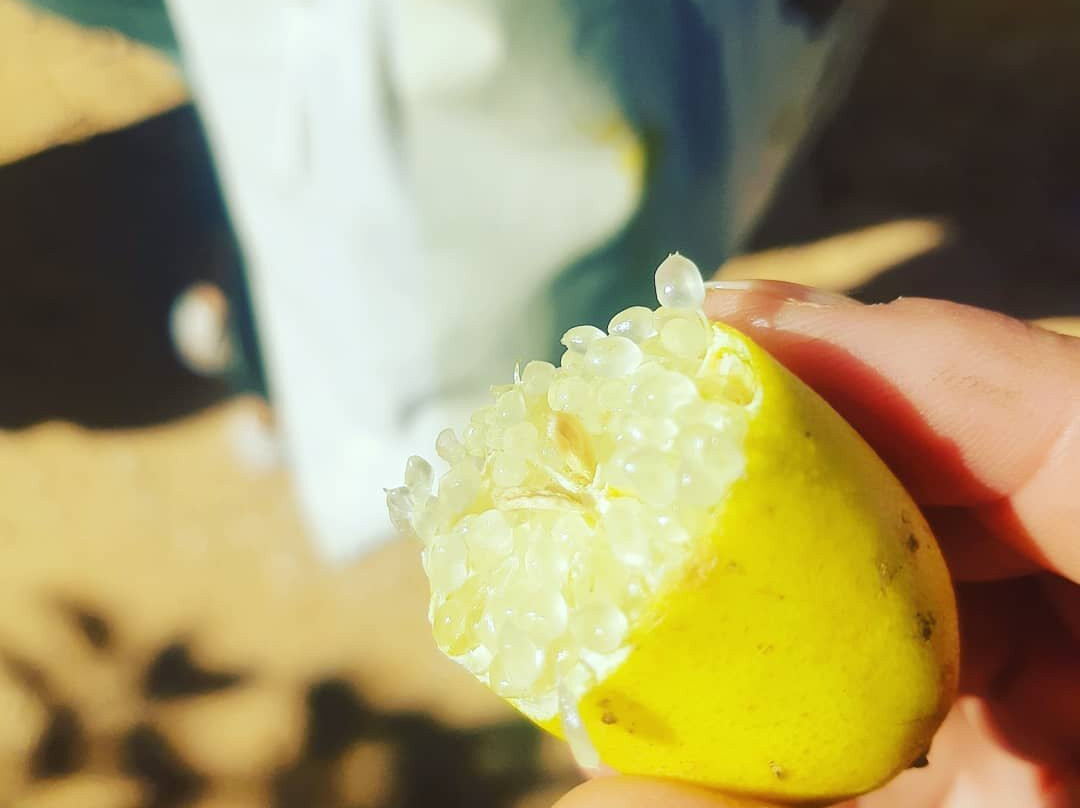Huerto Ribera景点图片