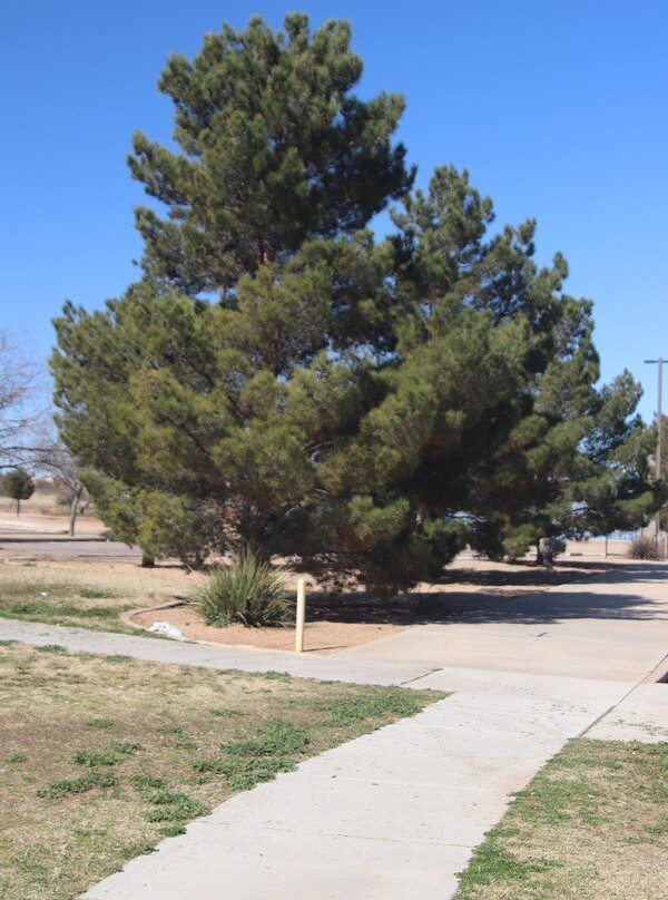 Veterans Memorial Park景点图片