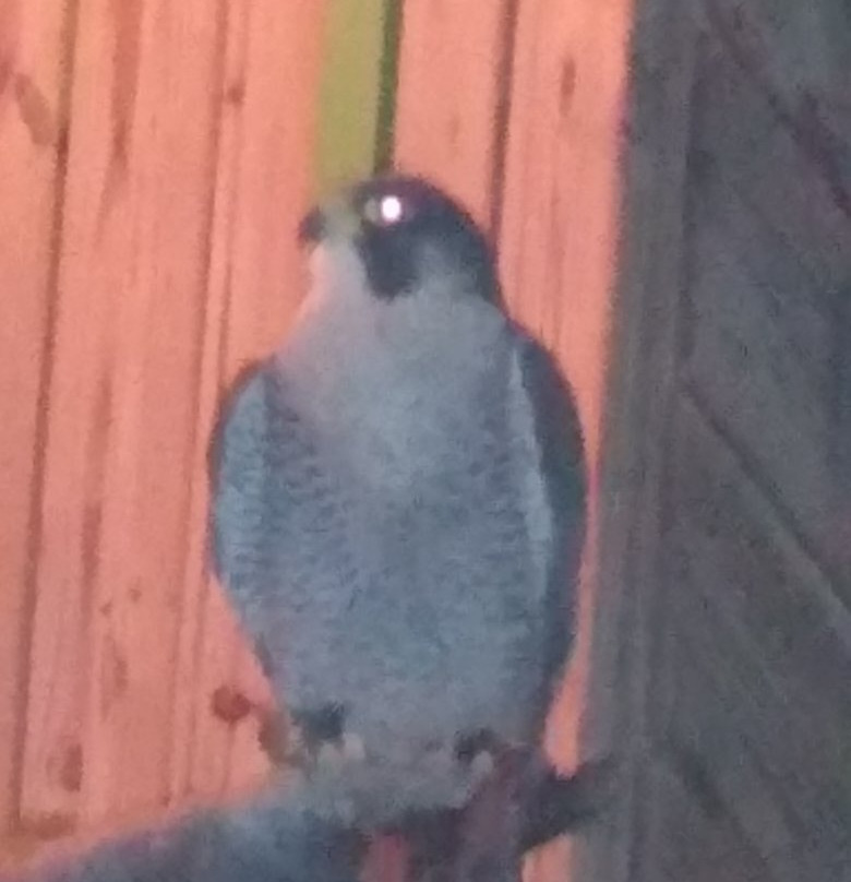 ZooAmerica North American Wildlife Park-好时镇必去景点