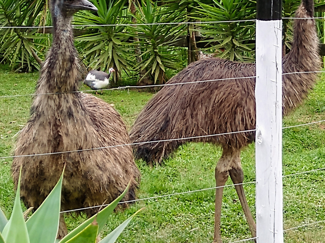Pousada Fim da Picada主图