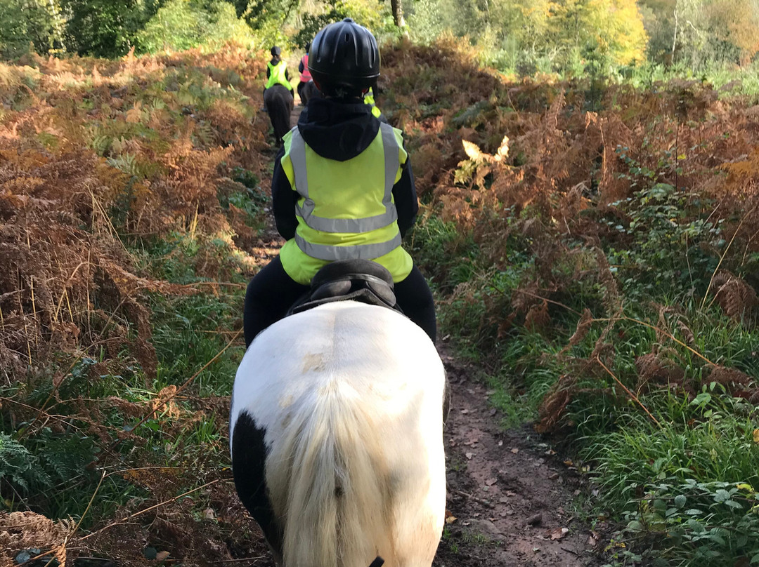 Severnwye Llama Trekking-Alvington必去景点