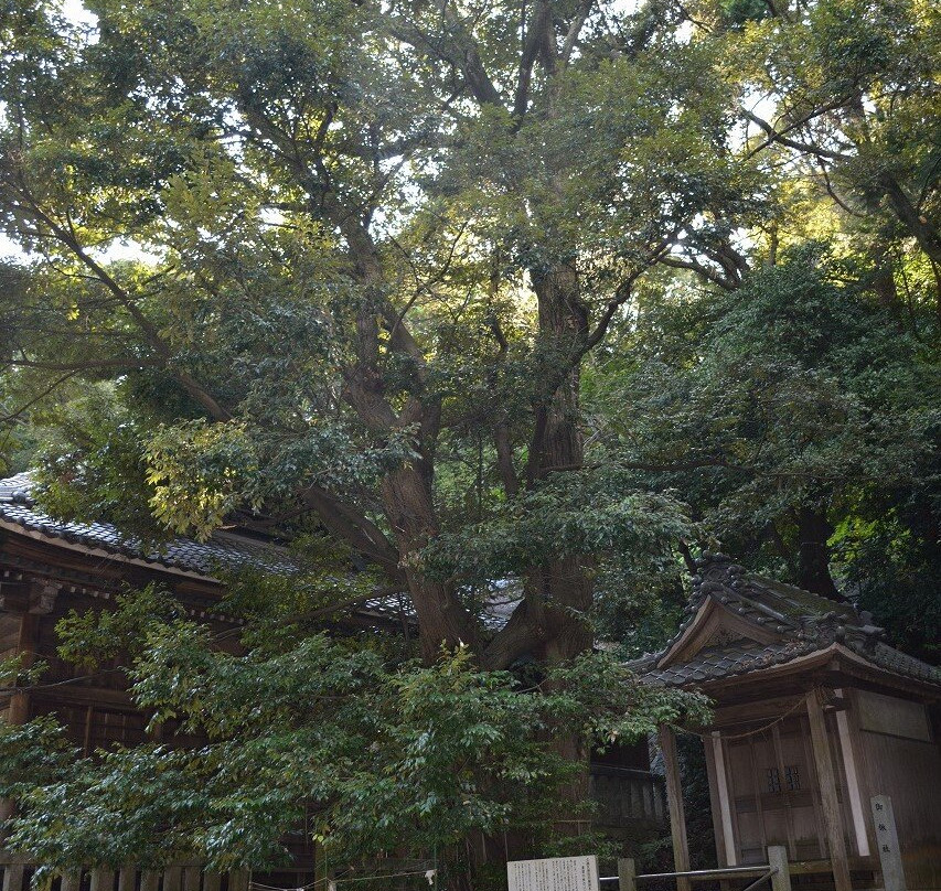 Kumaku Shrine-西尾市必去景点