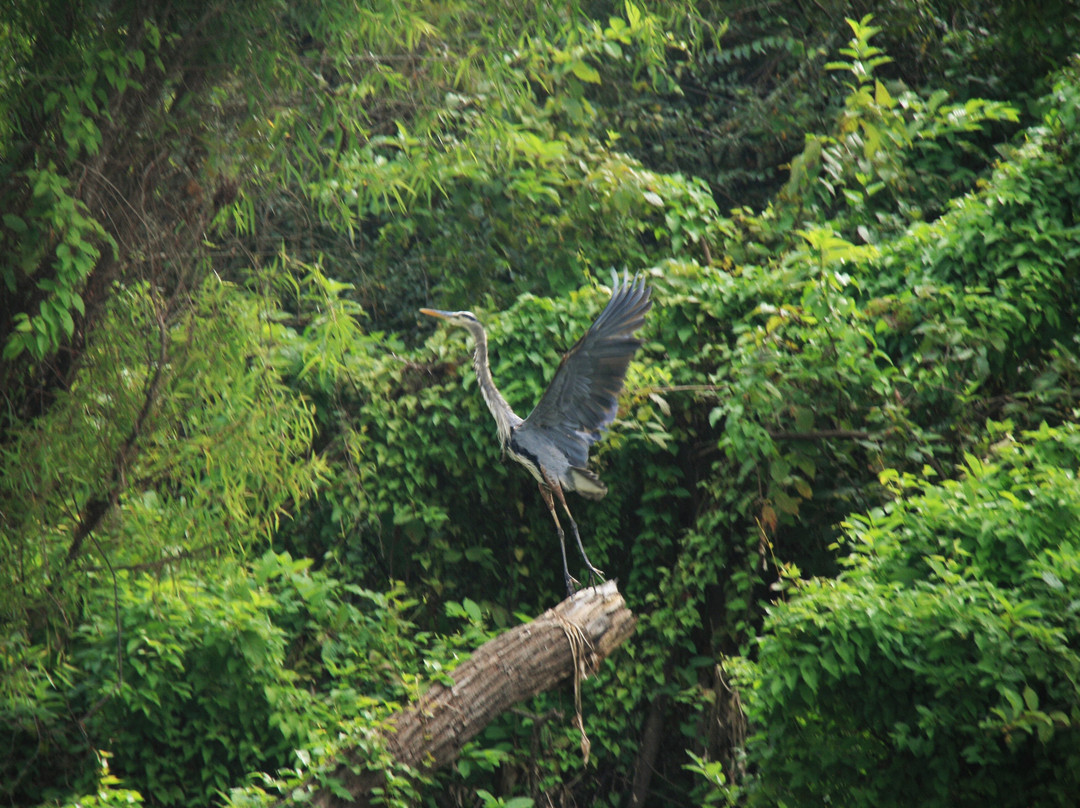 The Atchafalaya Experience景点图片