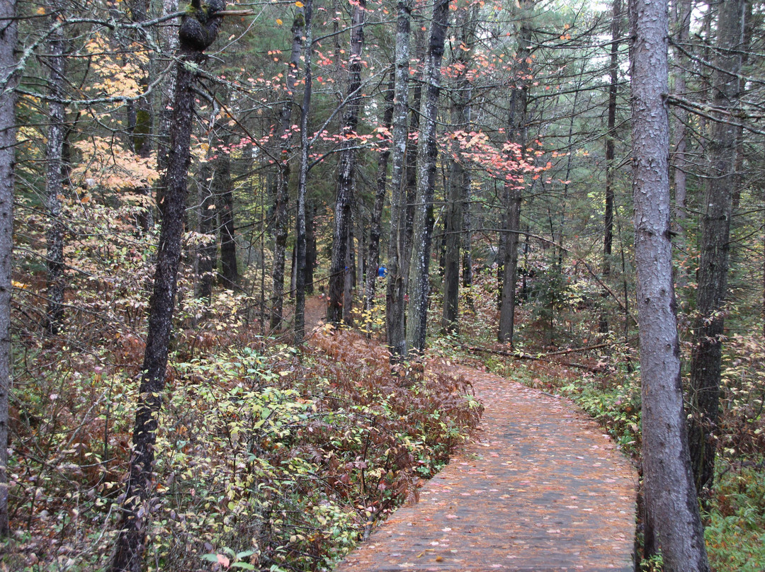 Spruce Bog Boardwalk Trail景点图片