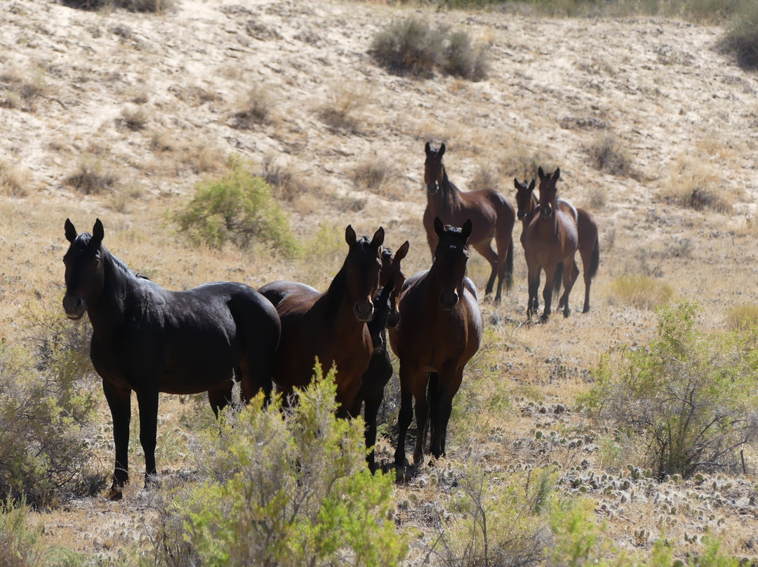 Hondoo Rivers and Trails-托里必去景点