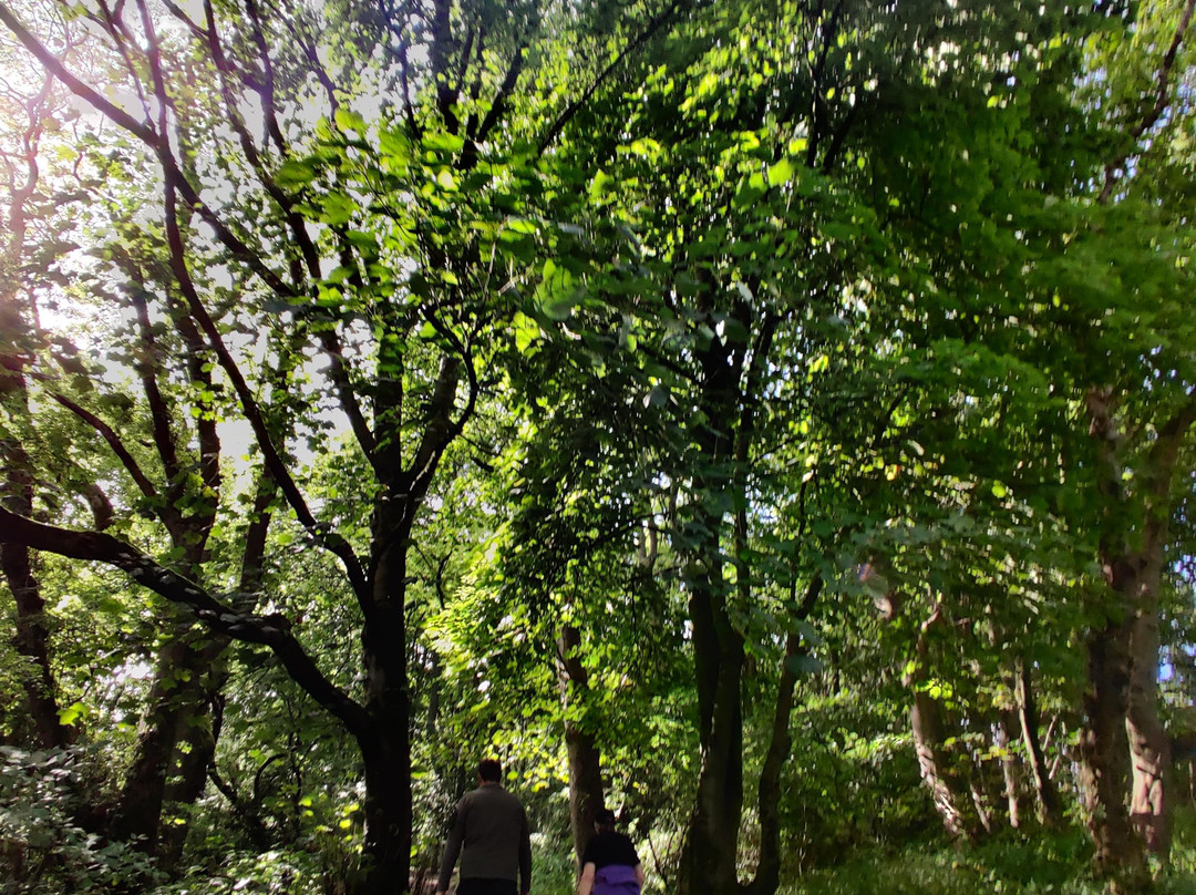 Flatts Lane Woodland Country Park-米德尔斯堡必去景点