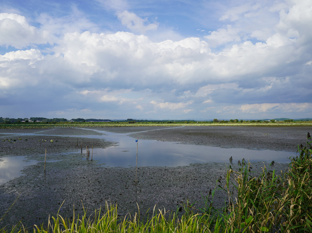 Izunuma and Uchinuma Swamp-栗原市必去景点