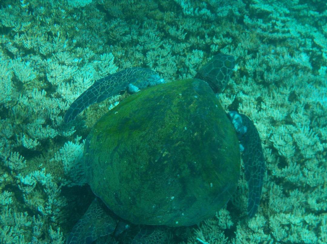 Ocean Boulevard-八丈岛必去景点