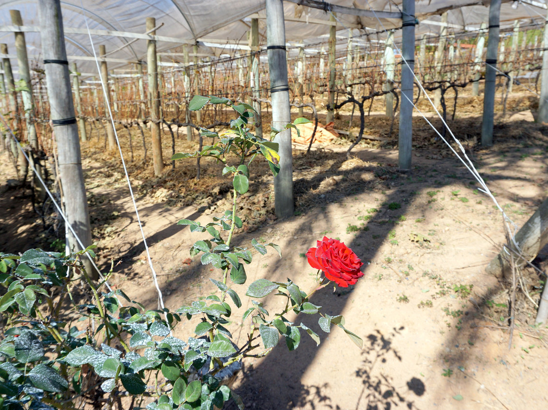 Adega Familia Ferragut-维涅杜必去景点