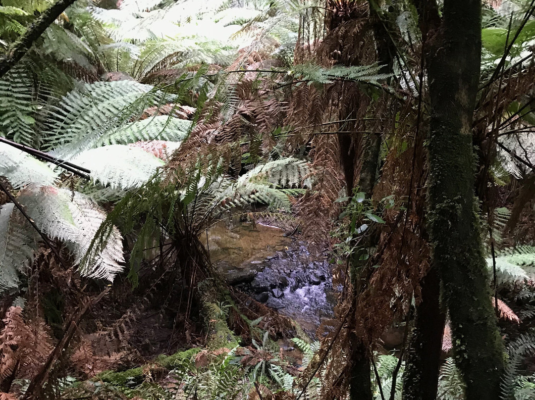 Melba Gully National Park景点图片