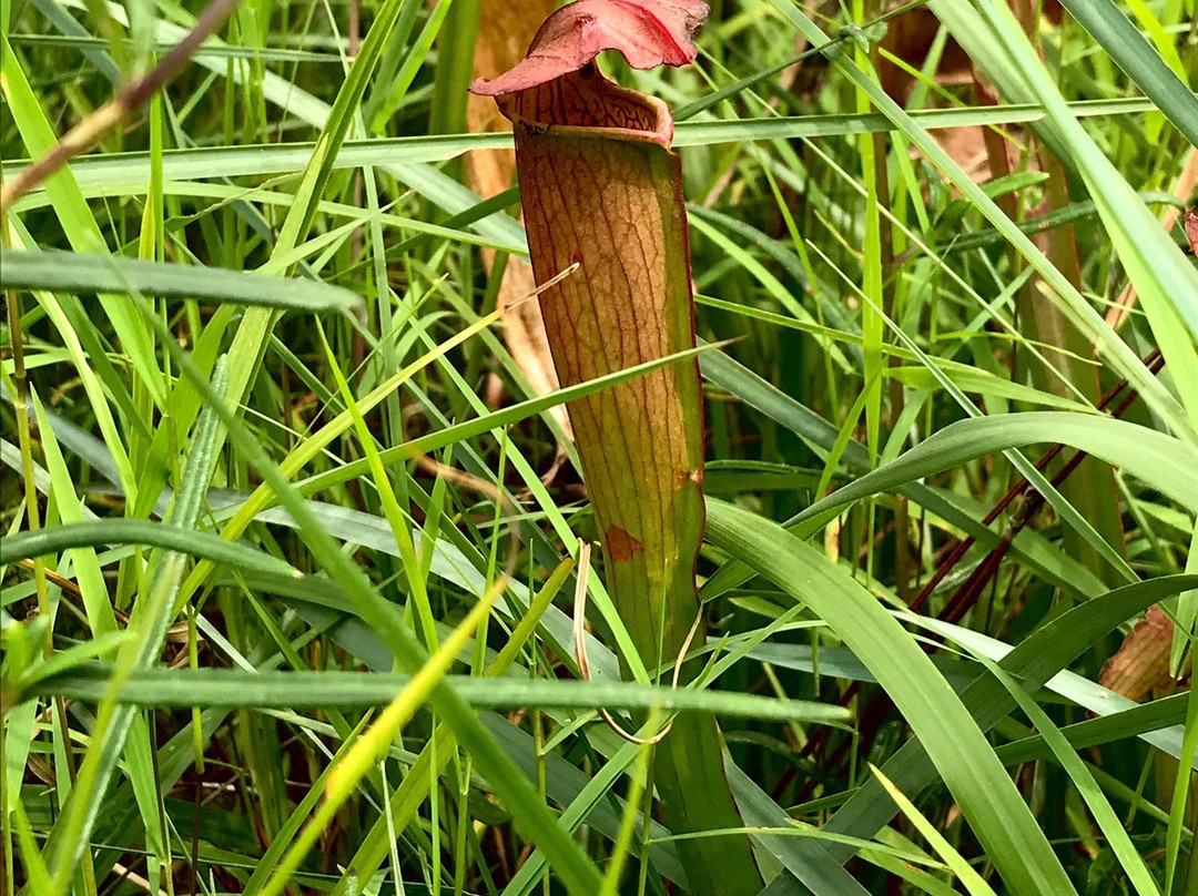 Crosby Arboretum-Picayune必去景点