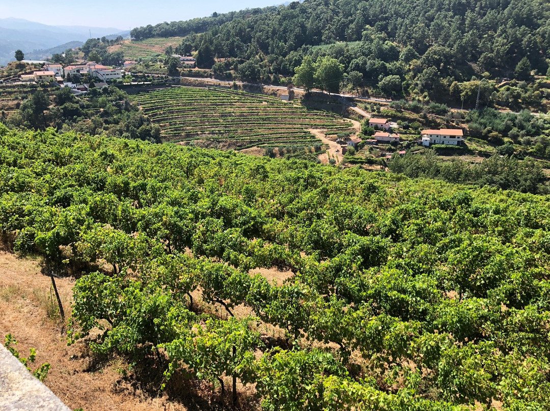 A&D Wines - Quinta de Santa Teresa景点图片