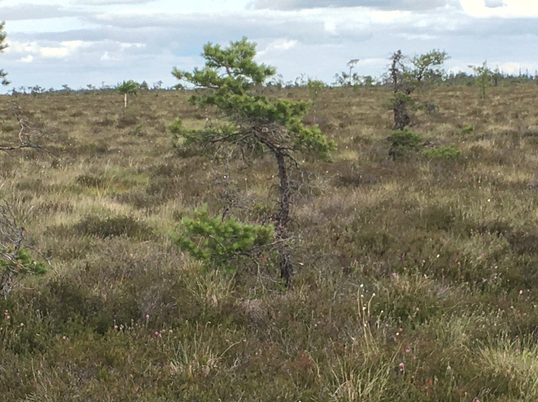 Komosse Naturreservat-Ulricehamn必去景点