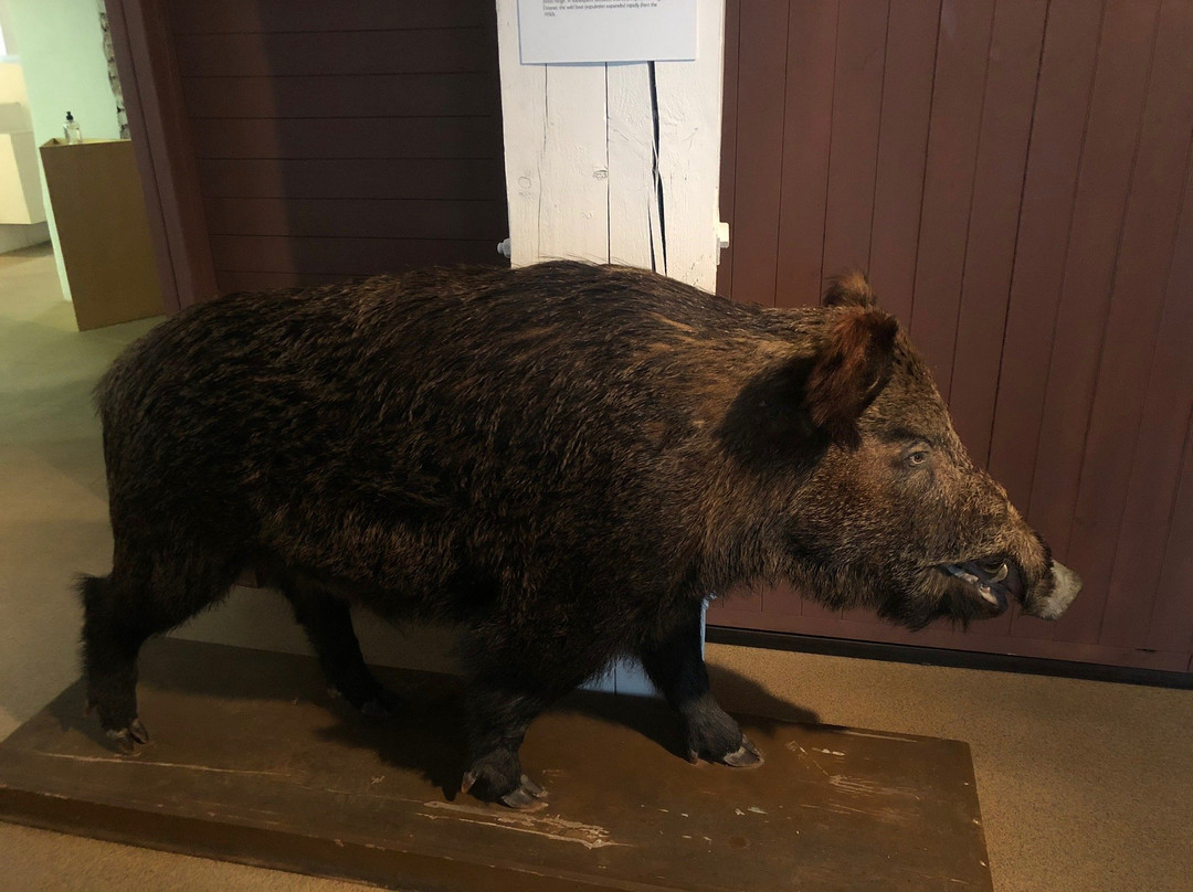 Pärnu Museum-派尔努必去景点