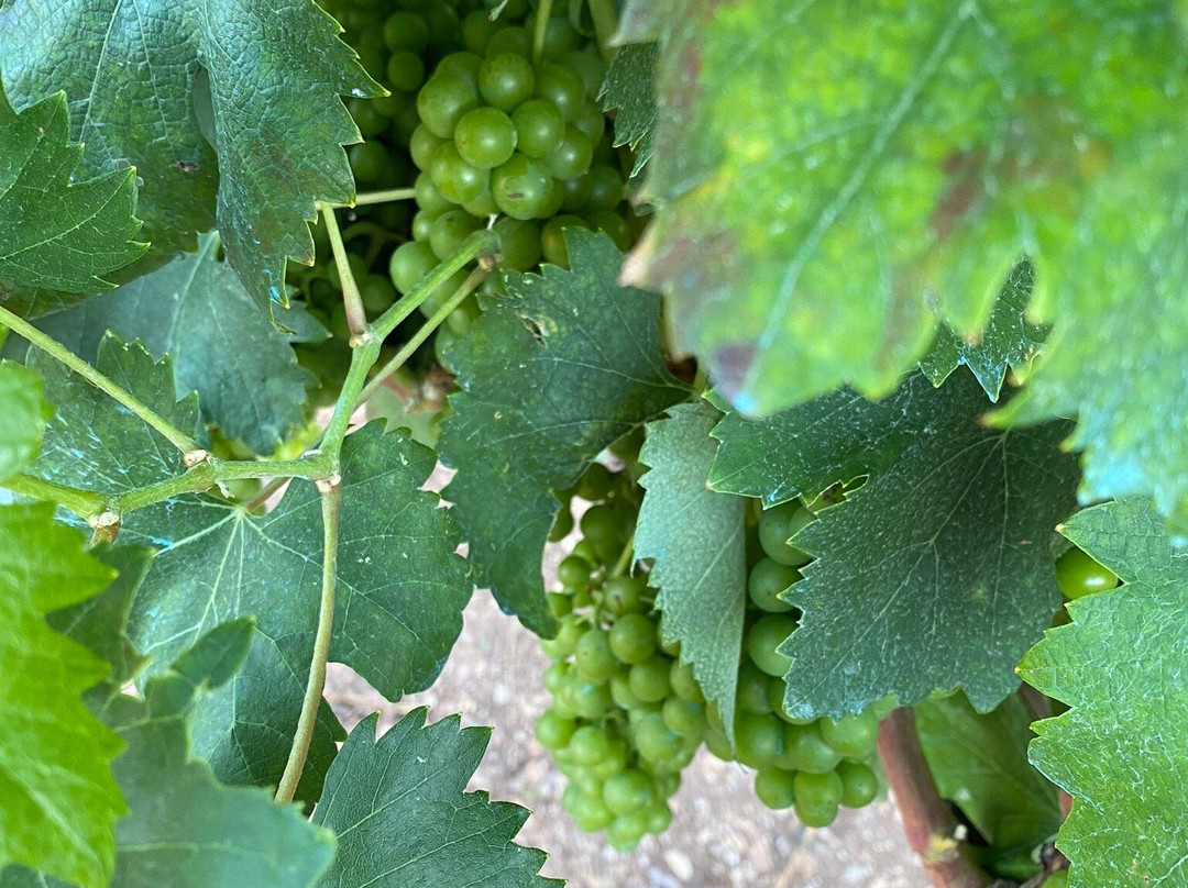 Tenuta Padre Pio-维耶斯泰必去景点