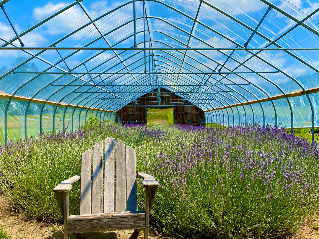 Glendarragh Lavender Farm景点图片