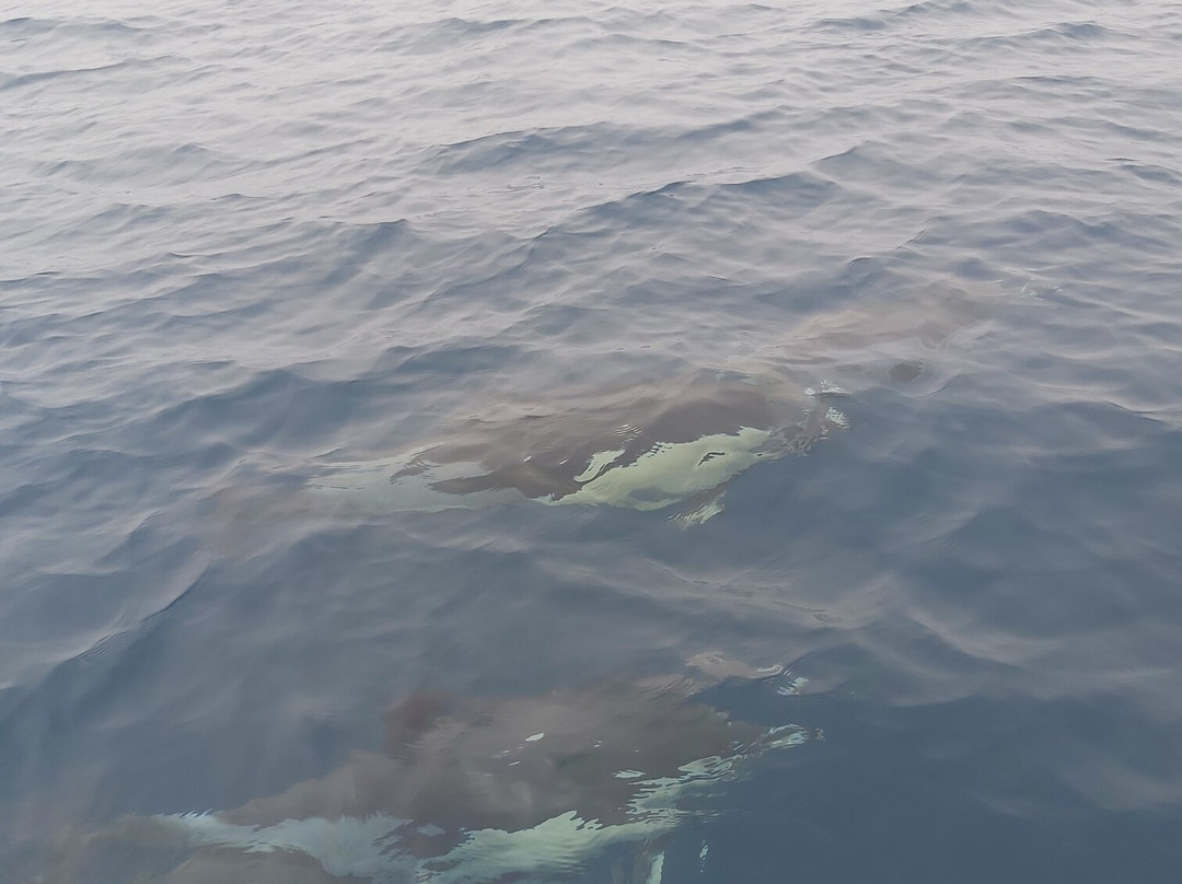 Ludyesfera-塞新布拉必去景点