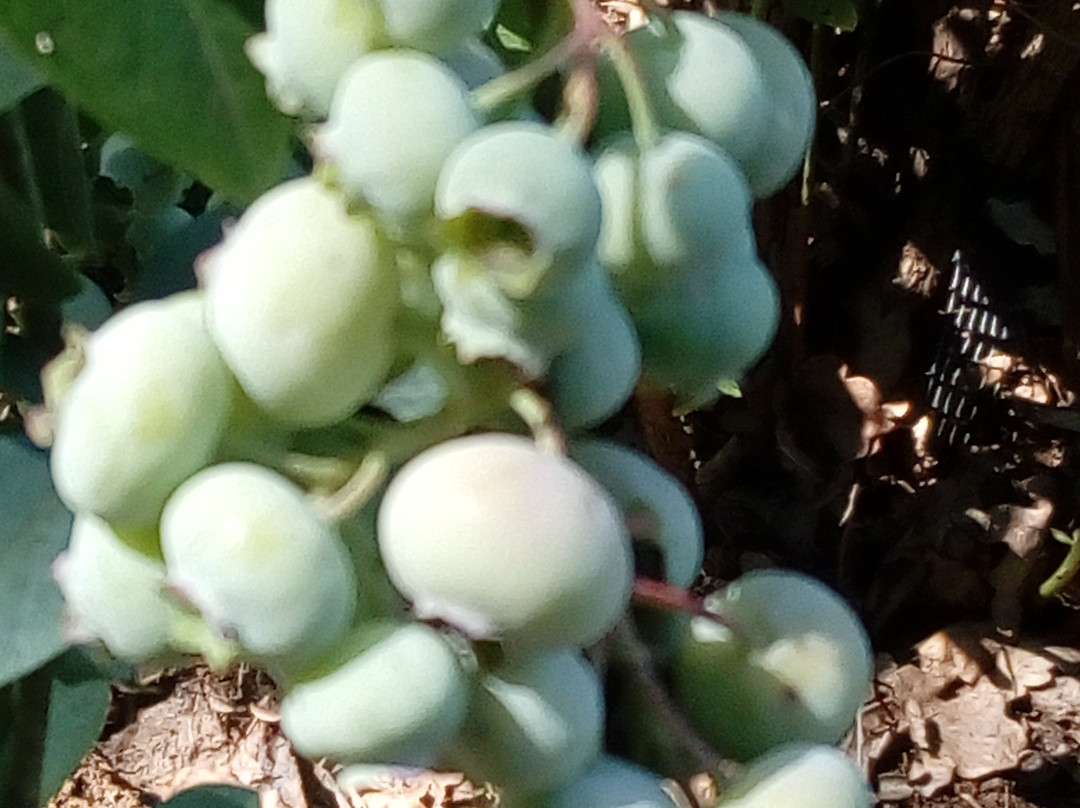 Blueberry Fields-Beringen必去景点