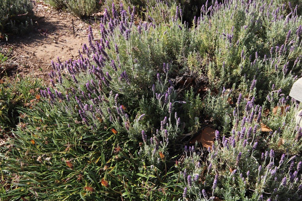 City Hall-Calimesa必去景点