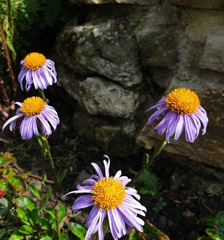 Hollies Farm Plant Centre-Bonsall必去景点