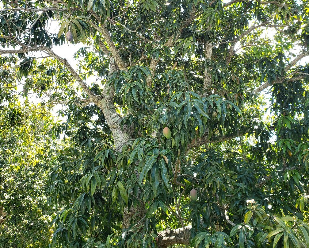 Promised Land Mangoes-Bokeelia必去景点