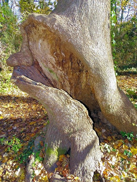 Chesapeake Arboretum景点图片