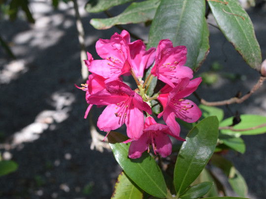 1899 Wright Inn and Carriage House主图