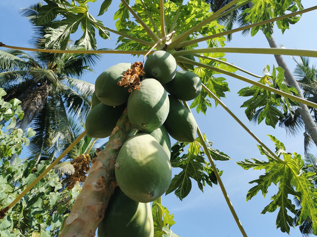 Doctors Ayurveda and Yoga centre-瓦卡拉必去景点