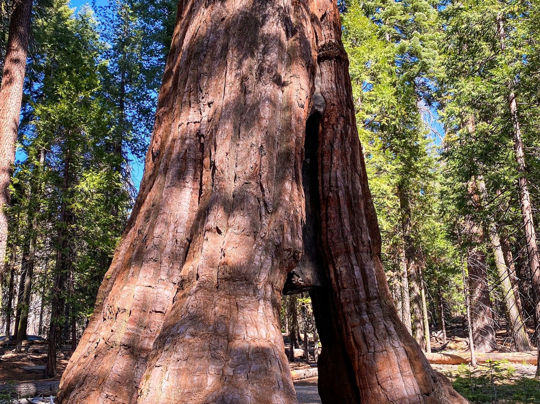 California Tunnel Tree-优胜美地国家公园必去景点