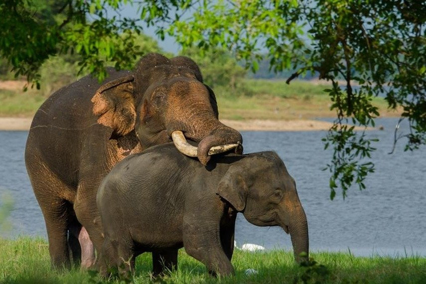 Srilanka Wild Safari Jeep tours-哈巴拉娜必去景点