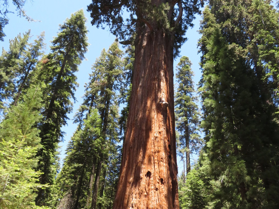 General Sherman Tree-红杉&国王峡谷国家公园必去景点