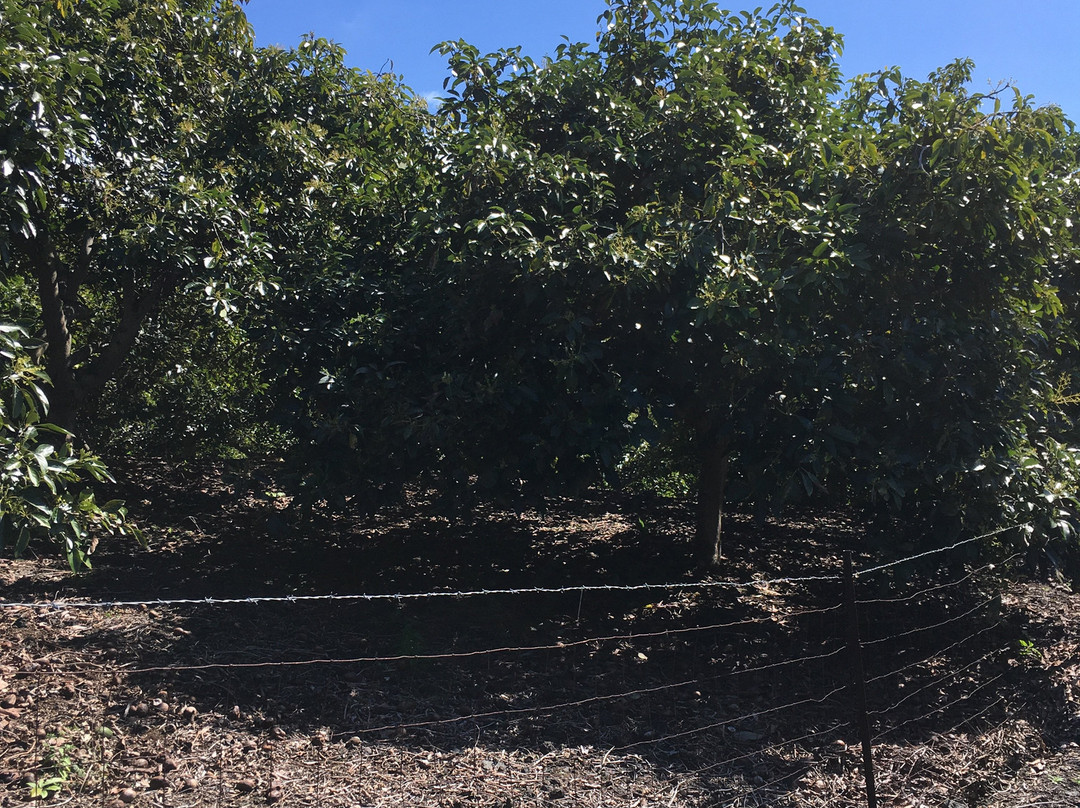 呼鲁马累岛-凯鲁瓦-柯纳必去景点