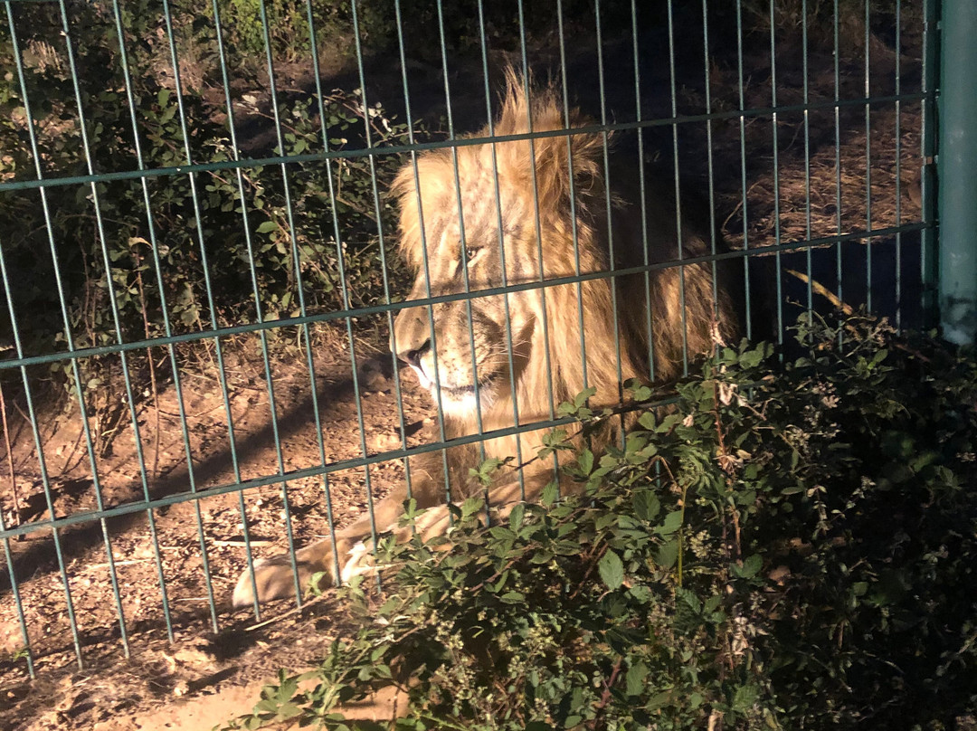 Zoo Parc des félins, les Trois Vallées-Montredon-Labessonnie必去景点