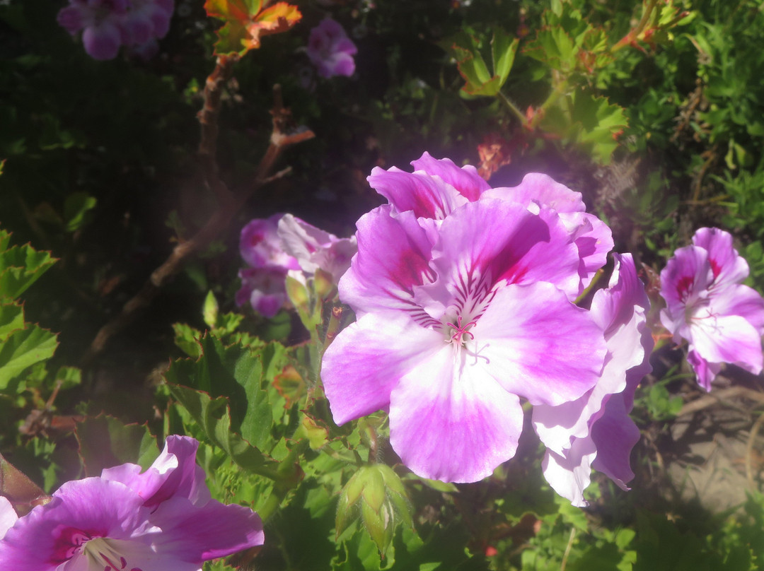 Heritage Center Of Pacific Grove