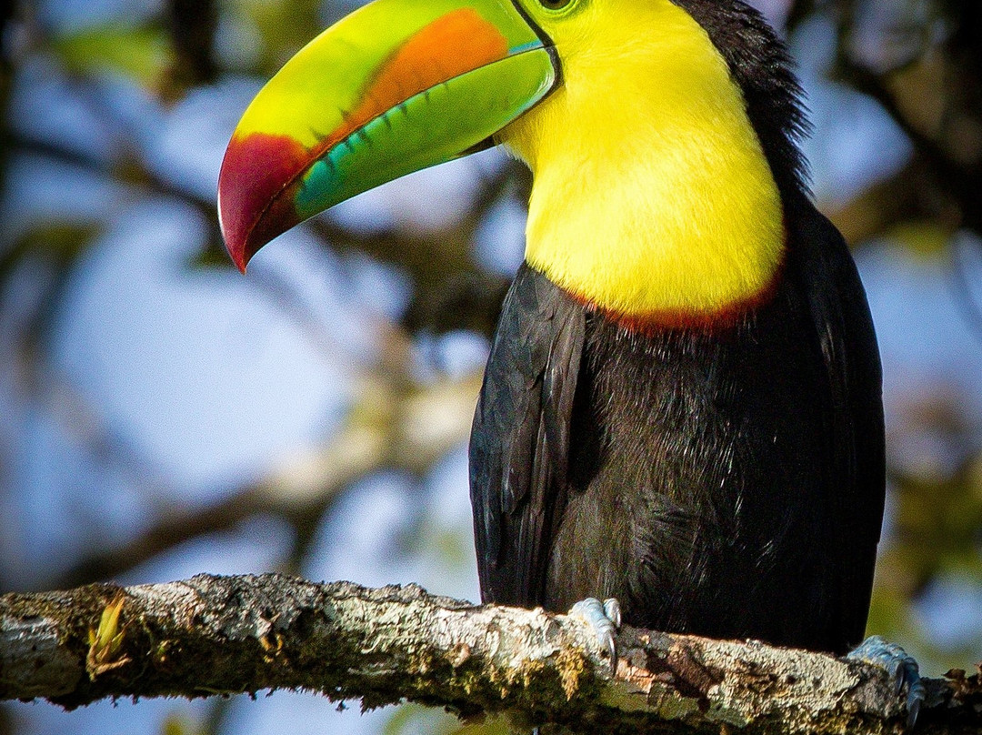 Feather Hunters CR-彭塔雷纳斯必去景点