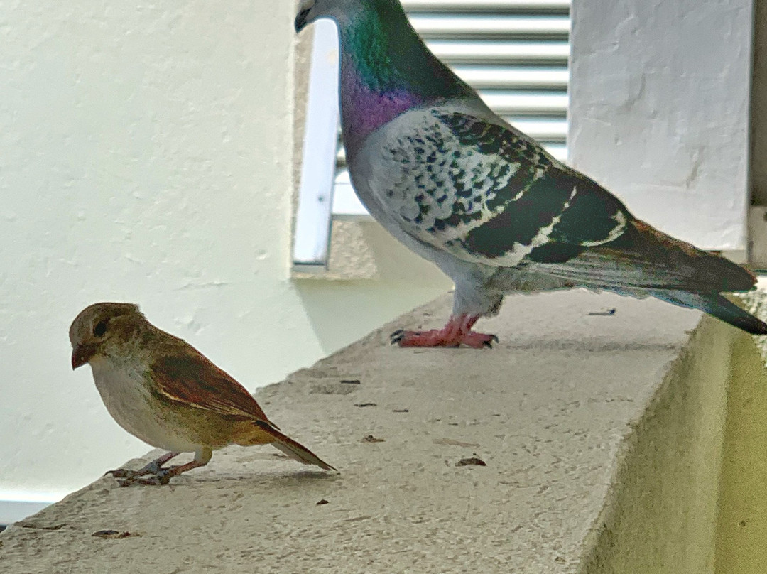 Coral Mist Beach Hotel主图