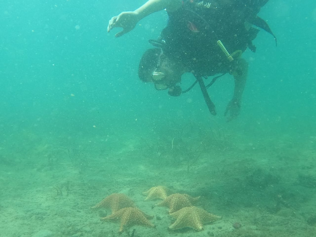 Starfish Diving Bocas景点图片