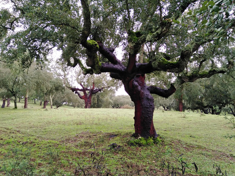 Greenwalk-埃武拉必去景点