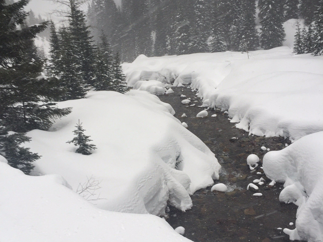 Swan Mountain Snowmobiling-Columbia Falls必去景点