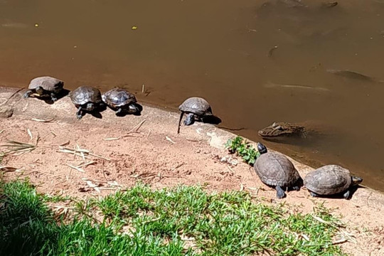 Guia In Iguazu-伊瓜苏必去景点