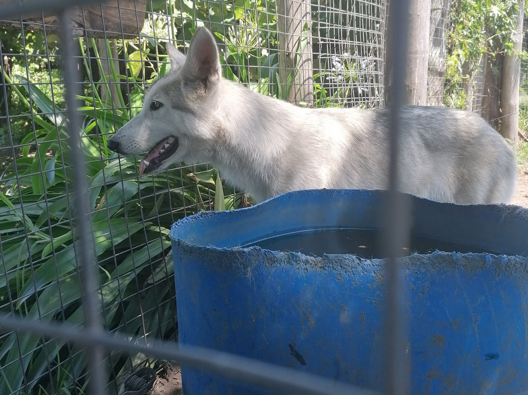 Tsitsikamma Wolf Sanctuary景点图片