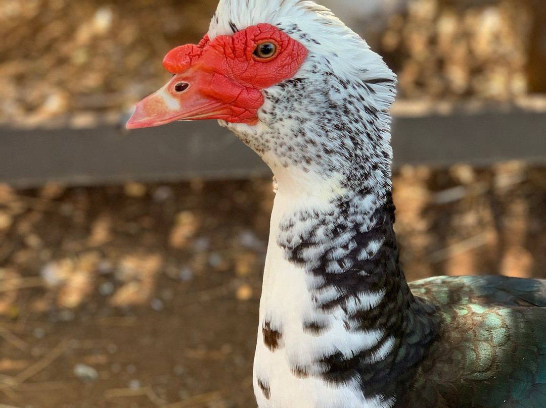 Lahaina Animal Farm景点图片