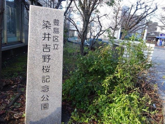 Someiyoshino Sakura Memorial Park-Komagome必去景点
