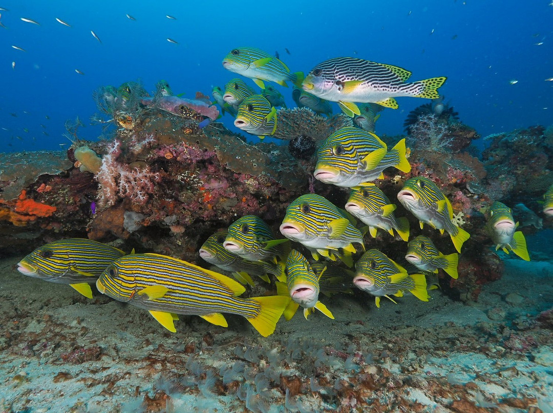 Raja Ampat Dive Center-Gam Island必去景点