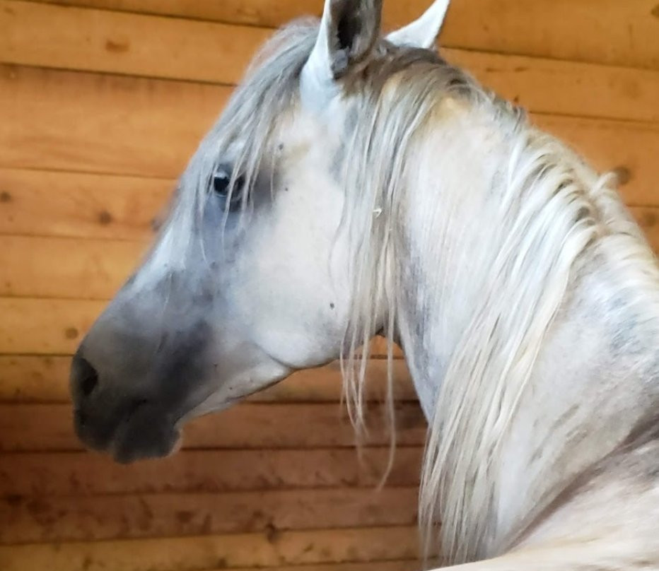 Horseback Riding Camp Ezdul-Hissarya必去景点