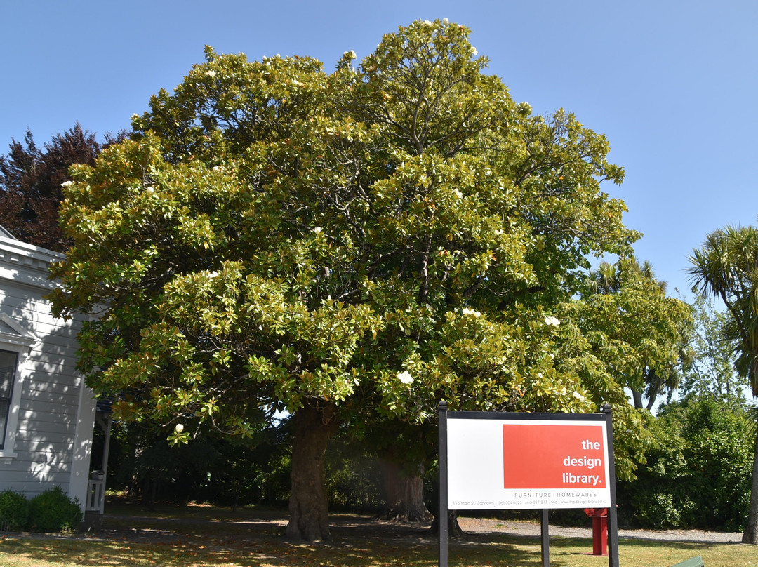 Samuel Oates Gum Tree 1856景点图片