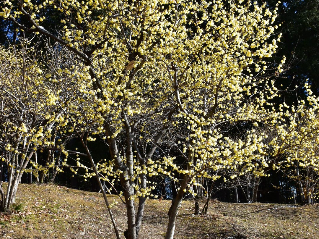 Hodosan Pulm Garden-长瀞町必去景点