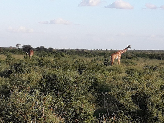 SAFARI KENYA CON ZENZERO - DAY TOURS-瓦塔木必去景点