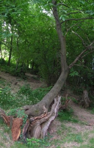 Parco della Magana景点图片